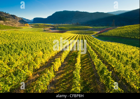 Blue Mountain Vineyard in fall, Okanagan Falls, Okanagan Valley, British Columbia, Canada Stock Photo