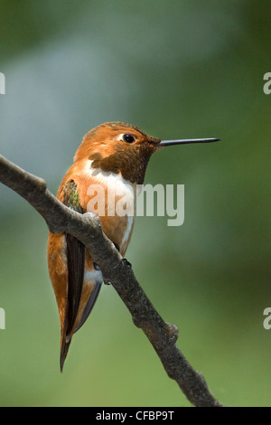 Male Rufous hummingbird (Selasphorus rufus) in flight, Victoria ...