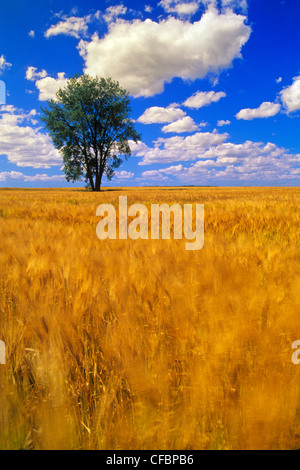 A maturing barley crop blows around in the wind with a Cottonwood tree in the background near Dugald, Manitoba, Canada Stock Photo