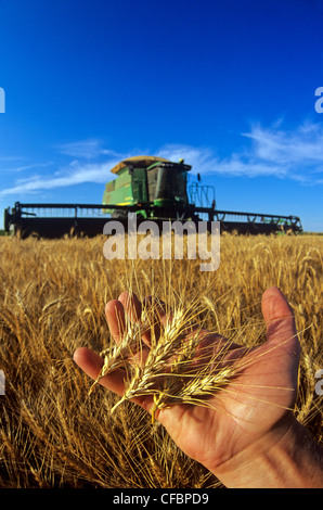 A farmer holds mature heads of winter wheat during the harvest near Winkler, Manitoba, Canada Stock Photo