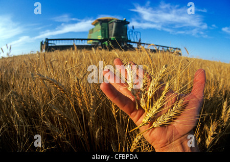 A farmer holds mature heads of winter wheat during the harvest near Winkler, Manitoba, Canada Stock Photo
