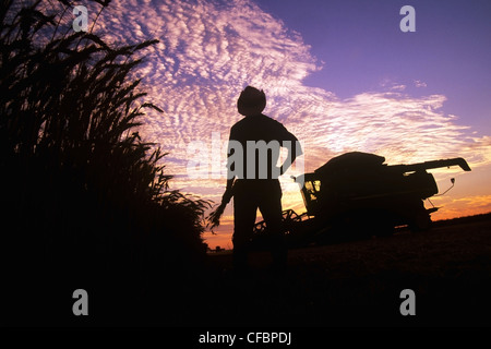 A farmer holding winter wheat looks out over his field and harvesting equipment at sunset near Winkler, Manitoba, Canada Stock Photo