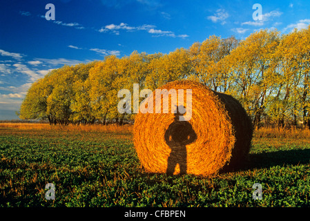 Shadow of a farmer against a bale looking out over his alfalfa field near Winnipeg, Manitoba, Canada Stock Photo
