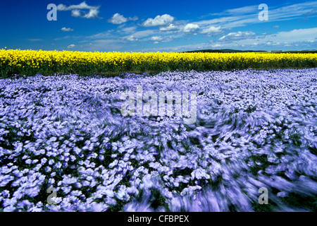 Windblown flowering flax field with canola in the background near Somerset, Manitoba, Canada Stock Photo