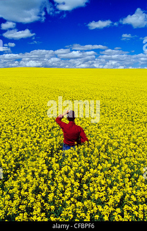 A farmer looks out over a blooming canola field that stretches to the horizon, Tiger Hills, Manitoba, Canada Stock Photo