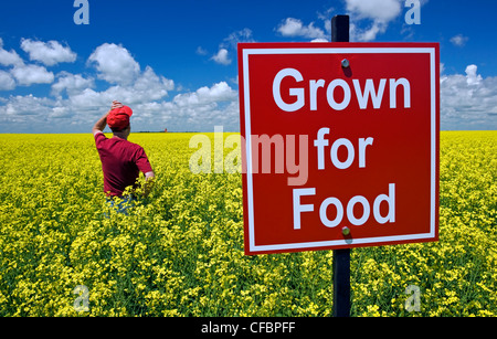 A farmer looks out over canola field with 'Grown for food' sign in the foreground near Carey, Manitoba, Canada Stock Photo