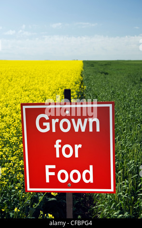 Blooming canola and spring wheat fields with 'Grown for food' sign near Carey, Manitoba, Canada Stock Photo