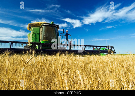 A farmer standing on the deck of his combine looks out over his harvest ready winter wheat crop near Winkler, Manitoba, Canada Stock Photo