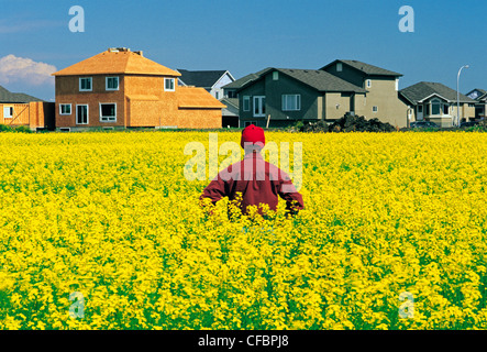 A farmer looks out over his blooming canola field with urban sprawl in the background, Winnipeg, Manitoba, Canada Stock Photo