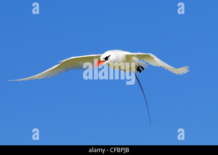 Red-tailed tropicbird (Phaethon rubicauda), Midway Atoll, Hawaii Stock Photo