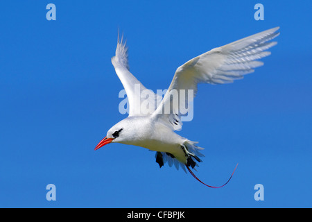 Red-tailed tropicbird (Phaethon rubicauda), Midway Atoll, Hawaii Stock Photo