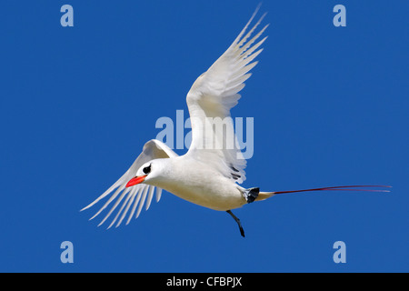 Red-tailed tropicbird (Phaethon rubicauda) in exaggerated courtship flight, Midway Atoll, Hawaii Stock Photo