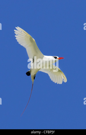 Red-tailed tropicbird (Phaethon rubicauda) in exaggerated courtship flight, Midway Atoll, Hawaii Stock Photo