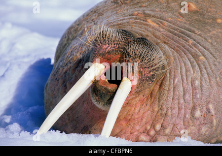 Yawning Atlantic walrus (Odobenus rosmarus rosmarus) on the pack ice, Svalbard Archipelago, Arctic Norway Stock Photo