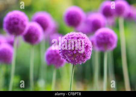 Purple Allium flowers. English Gardens, Assiniboine Park, Winnipeg, Manitoba, Canada. Stock Photo