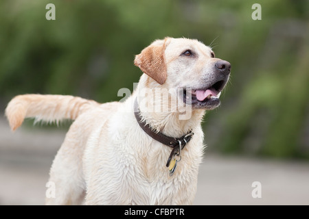 Portrait of a wet, happy Yellow Labrador Retriever on a dog friendly beach. Hecla Island Provincial Park, Manitoba, Canada. Stock Photo