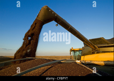 A combine harvester unloads canola into a farm truck during the harvest near Dugald, Manitoba, Canada Stock Photo