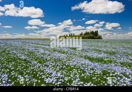 Flowering flax field and sky filled with cumulus clouds, Tiger Hills near Somerset, Manitoba, Canada Stock Photo