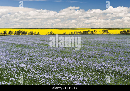 Windblown flowering flax field with canola in the background, Tiger Hills near Somerset, Manitoba, Canada Stock Photo