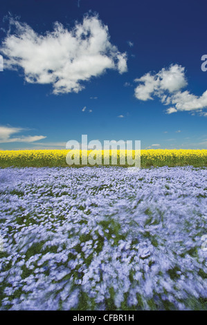 Windblown flowering flax field with canola in the background, Tiger Hills near Somerset, Manitoba, Canada Stock Photo