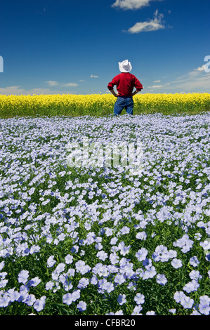 Farmer looks out over flowering flax field with canola in the background, Tiger Hills near Somerset, Manitoba, Canada Stock Photo