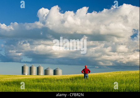 farmer looks out barley crop grain bins Stock Photo