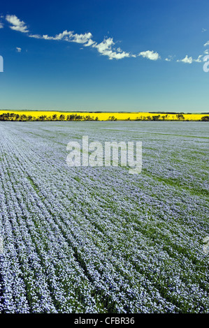 Flowering flax field with canola in the background, Tiger Hills near Somerset, Manitoba, Canada Stock Photo