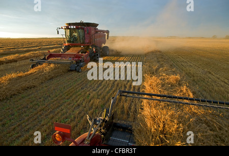 Two combines harvest swathed oats (Avena sativa) near Dugald, Manitoba, Canada Stock Photo