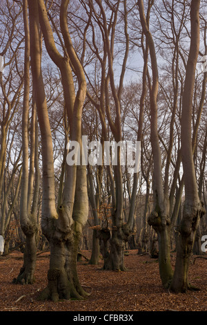 Ancient Beech pollards in Great Monk Wood, Epping Forest. London. Stock Photo