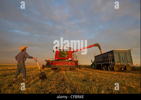 farmer stands shovel looks oats combine unloaded Stock Photo