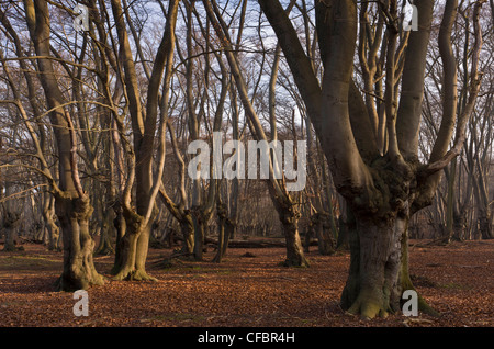 Ancient Beech pollards in Great Monk Wood, Epping Forest. London. Stock Photo