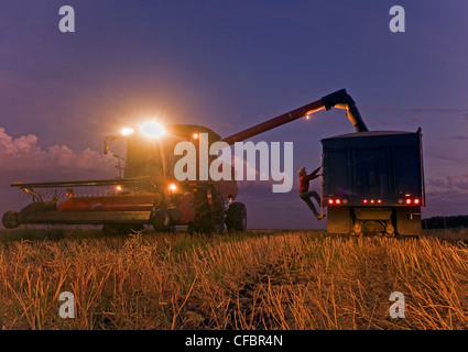 Farmer checks a grain truck as a combine harvester unloads canola during the harvests near Dugald, Manitoba, Canada Stock Photo