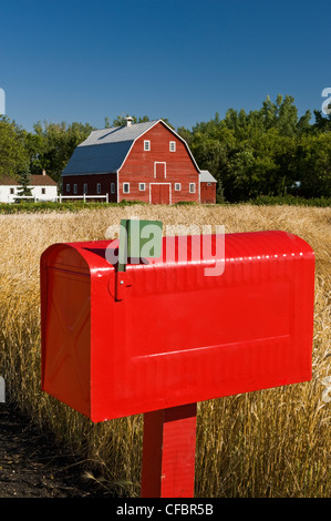 Close-up of rural mailbox with red barn and spring wheat field in the background, Grande Pointe, Manitoba, Canada Stock Photo