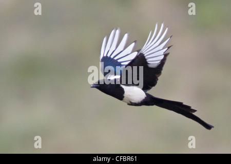 Black-billed Magpie (Pica hudsonia) flying near Dinosaur Provincial Park in Alberta, Canada. Stock Photo