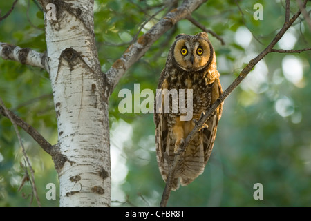 Long-eared owl (Asio otis) perches in aspen tree, Saskatchewan, Canada Stock Photo