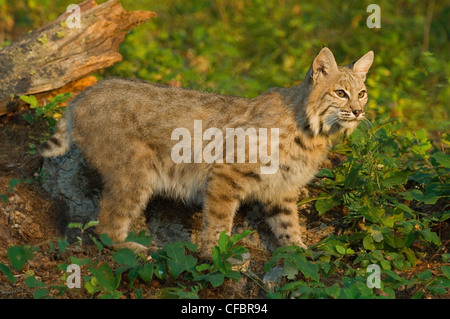 Bobcat (Felis rufus) in foothills clearing, Montana, USA Stock Photo