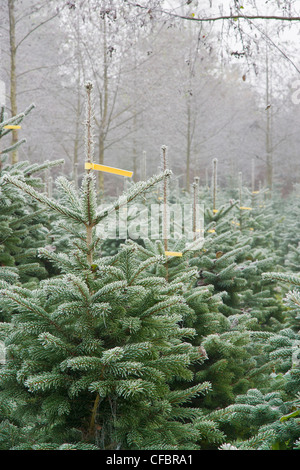Europe, Germany, Bavaria, Upper Bavaria, Berchtesgaden country, nature, scenery, tree, trees, wood, forest, fir, firs, Christmas Stock Photo