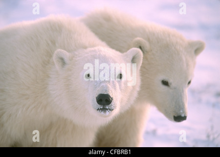 Polar bear cubs (Ursus maritimus) near Churchill, Manitoba, Canada Stock Photo