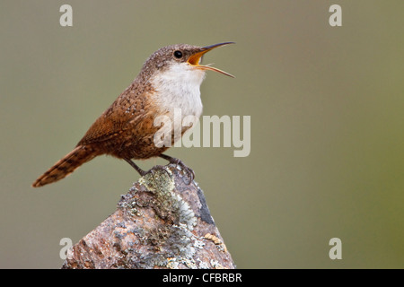 Canyon Wren (Catherpes mexicanus) perched on a rock in British Columbia, Canada. Stock Photo