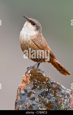 Canyon Wren (Catherpes mexicanus) perched on a rock in British Columbia, Canada. Stock Photo