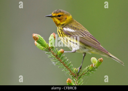 Cape May Warbler (Dendroica tigrina) perched on a branch in Manitoba, Canada. Stock Photo