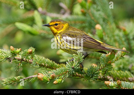 Cape May Warbler (Dendroica tigrina) perched on a branch in Manitoba, Canada. Stock Photo