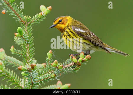 Cape May Warbler (Dendroica tigrina) perched on a branch in Manitoba, Canada. Stock Photo