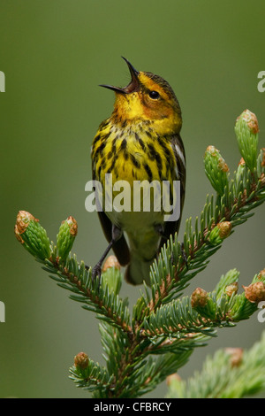 Cape May Warbler (Dendroica tigrina) perched on a branch in Manitoba, Canada. Stock Photo