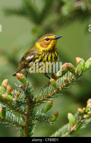 Cape May Warbler (Dendroica tigrina) perched on a branch in Manitoba, Canada. Stock Photo