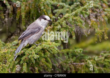 Gray Jay (Perisoreus canadensis) perched on a branch in Churchill, Manitoba, Canada. Stock Photo