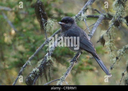 Gray Jay (Perisoreus canadensis) perched on a branch in Manitoba, Canada. Stock Photo
