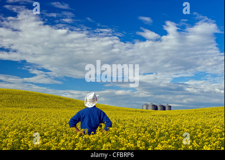 a man looks out over a field of bloom stage canola with grain bins in the background, Tiger Hills, Manitoba, Canada Stock Photo