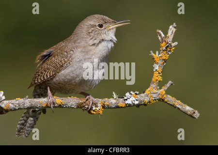 House Wren (Troglodytes aedon) perched on a branch in Victoria, BC, Canada.