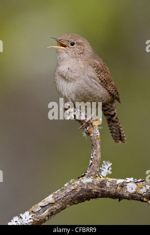 House Wren (Troglodytes aedon) perched on a branch in Victoria, BC, Canada.